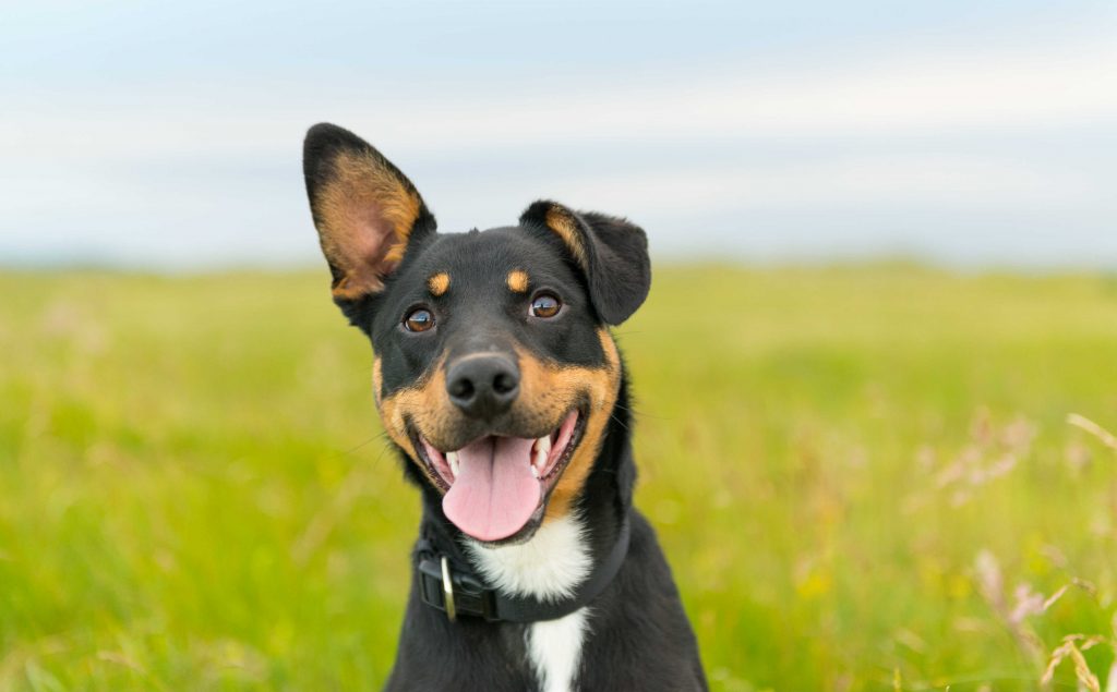 how to get a pet passport for a staffordshire bull terrier in ireland